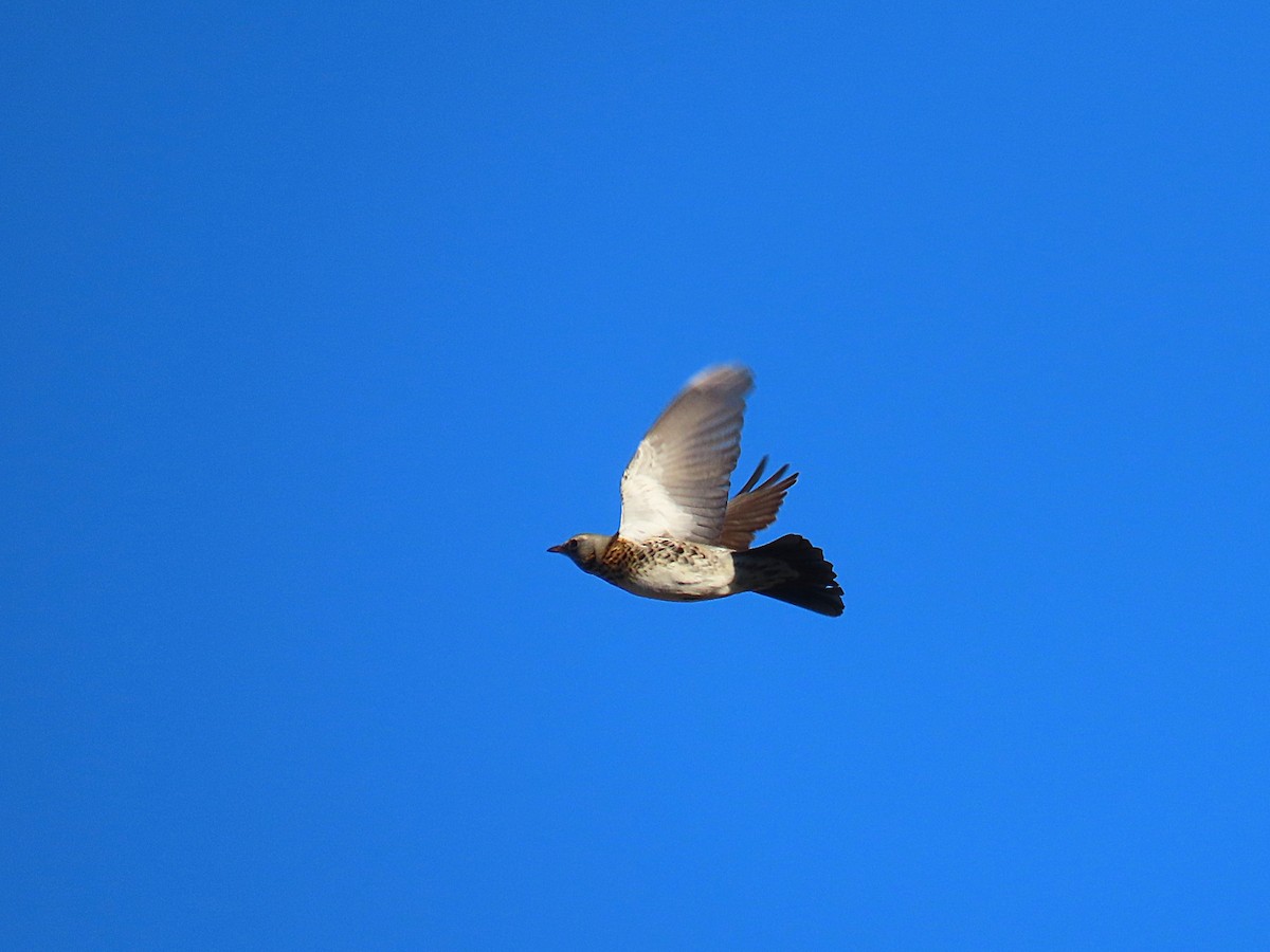 Fieldfare - Luís Manuel Silva