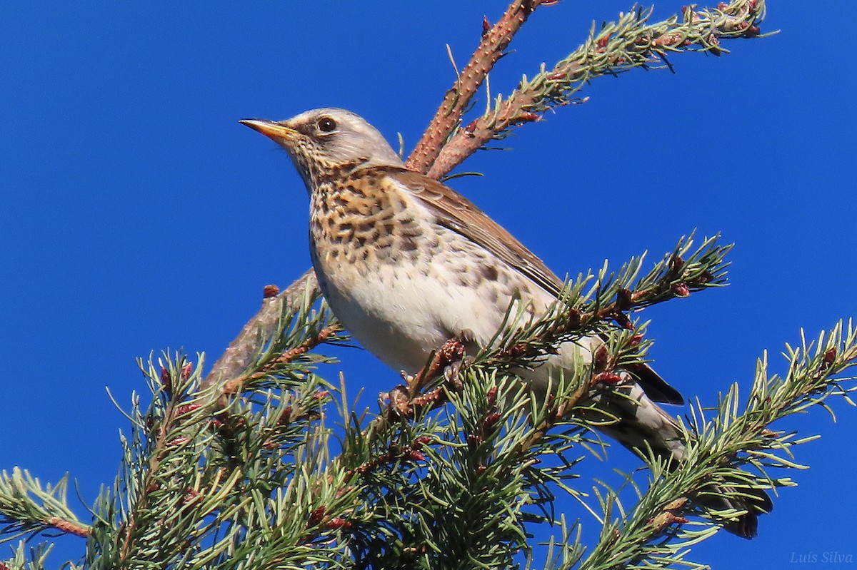 Fieldfare - ML509222391