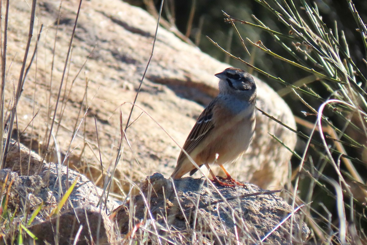 Rock Bunting - ML509222621