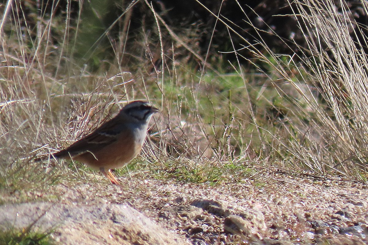 Rock Bunting - ML509222631