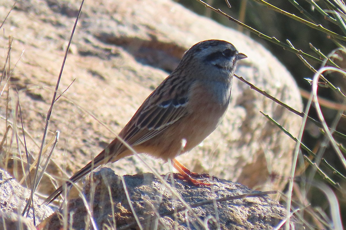 Rock Bunting - ML509222641