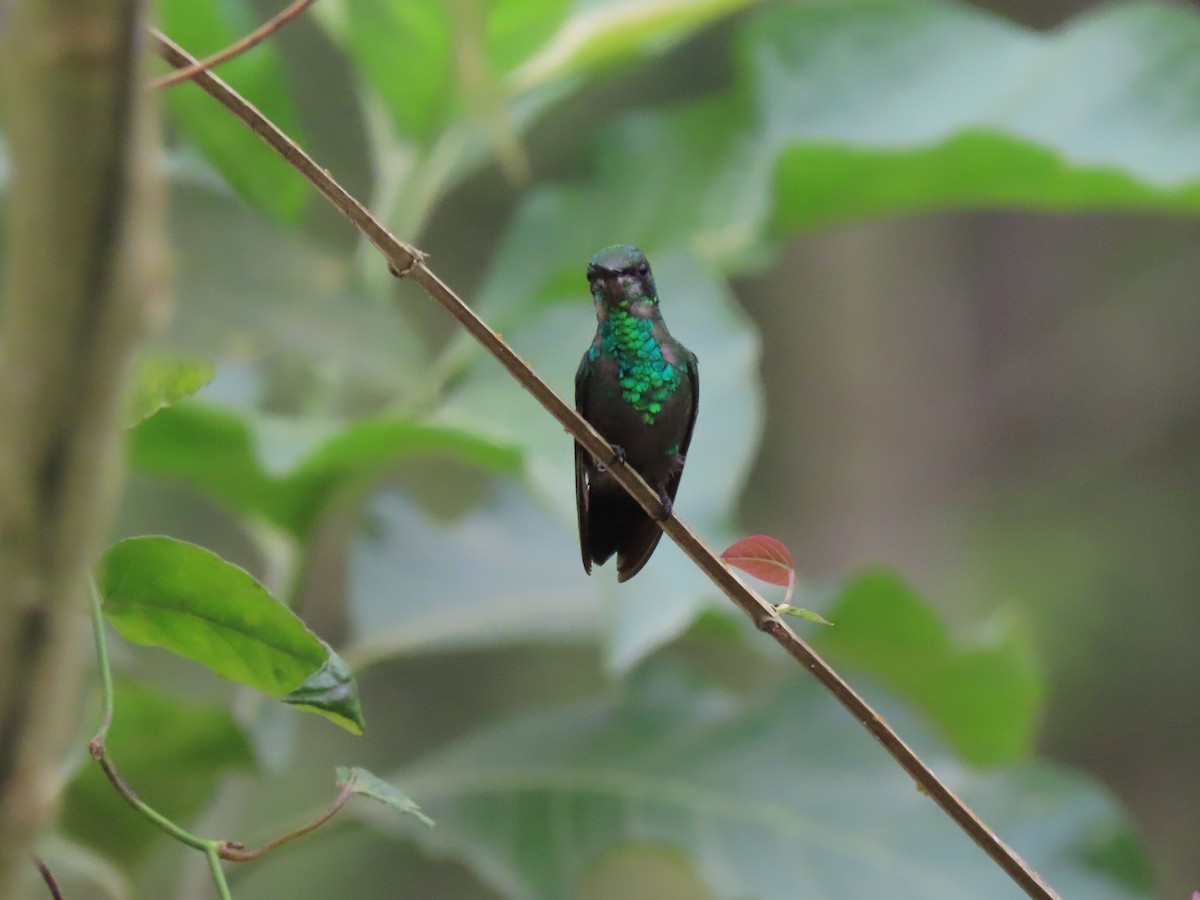 Western Emerald - Rogger Valencia Monroy