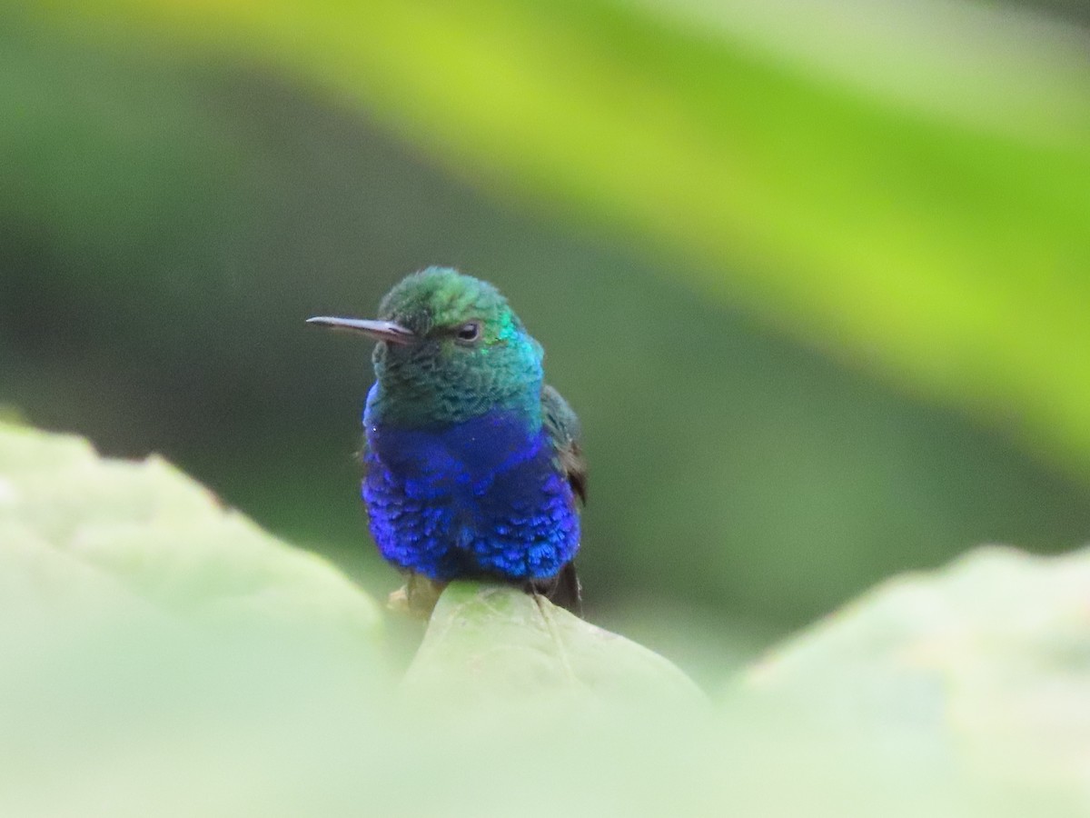 Violet-bellied Hummingbird - Rogger Valencia Monroy