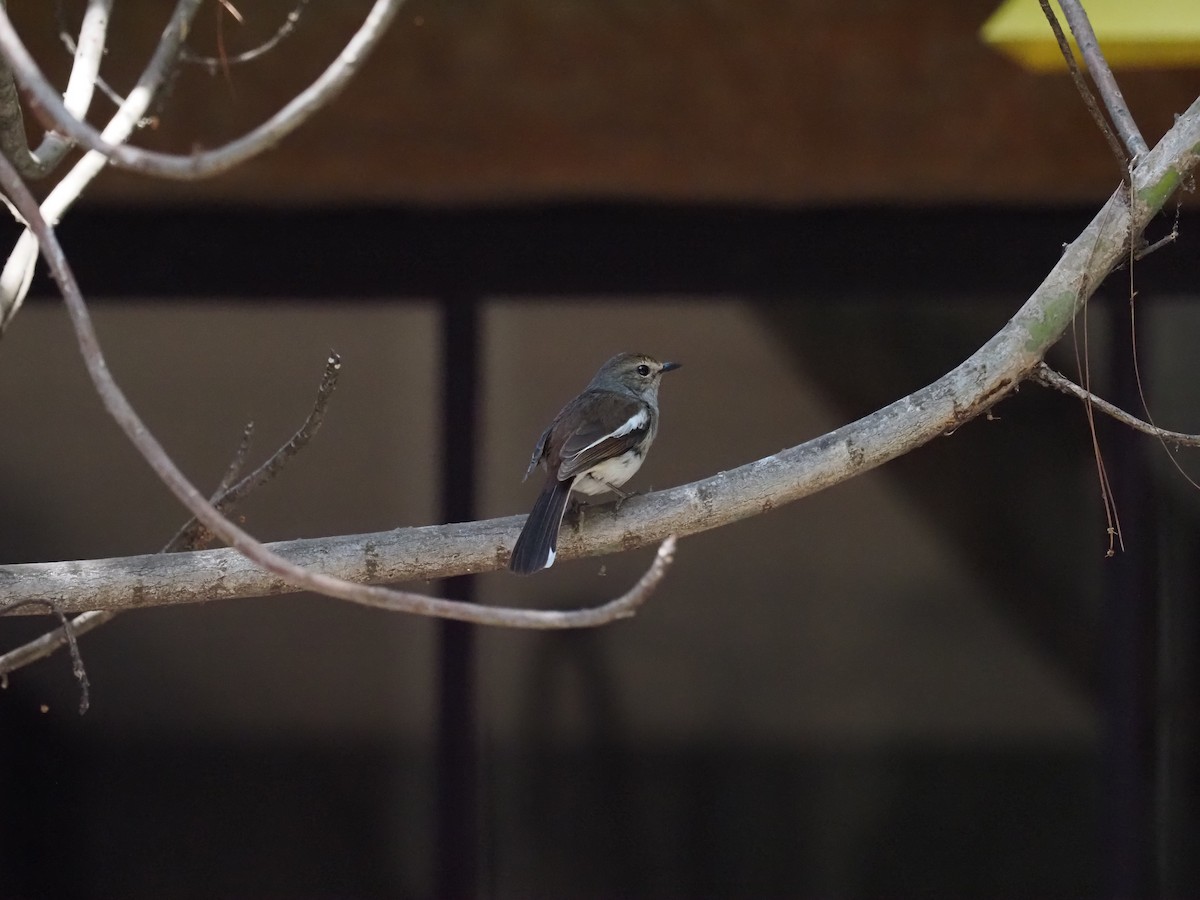 Madagascar Magpie-Robin (White-winged) - ML509223211