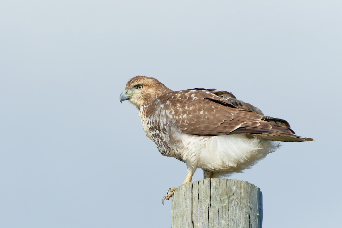 Red-tailed Hawk (borealis) - ML509225001