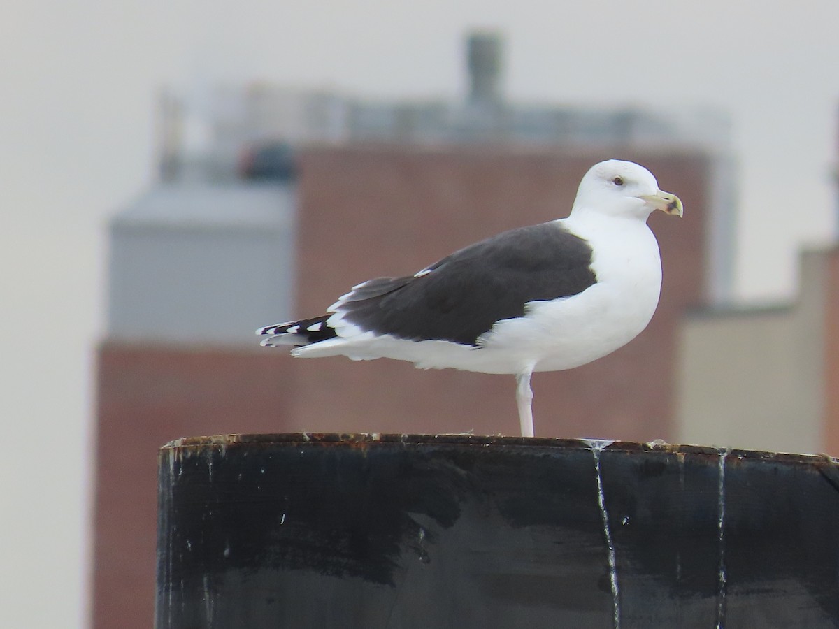 Great Black-backed Gull - ML509225681