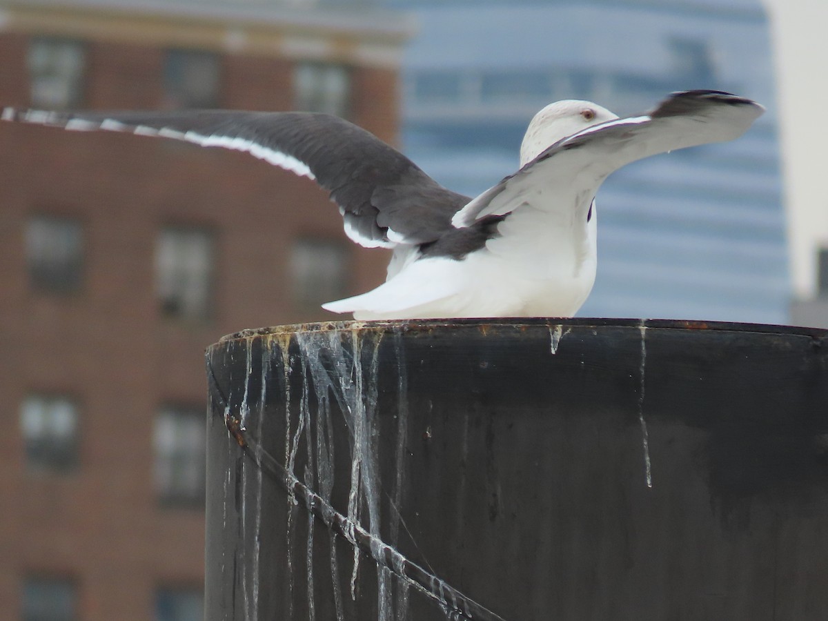 Great Black-backed Gull - Greg Vassilopoulos