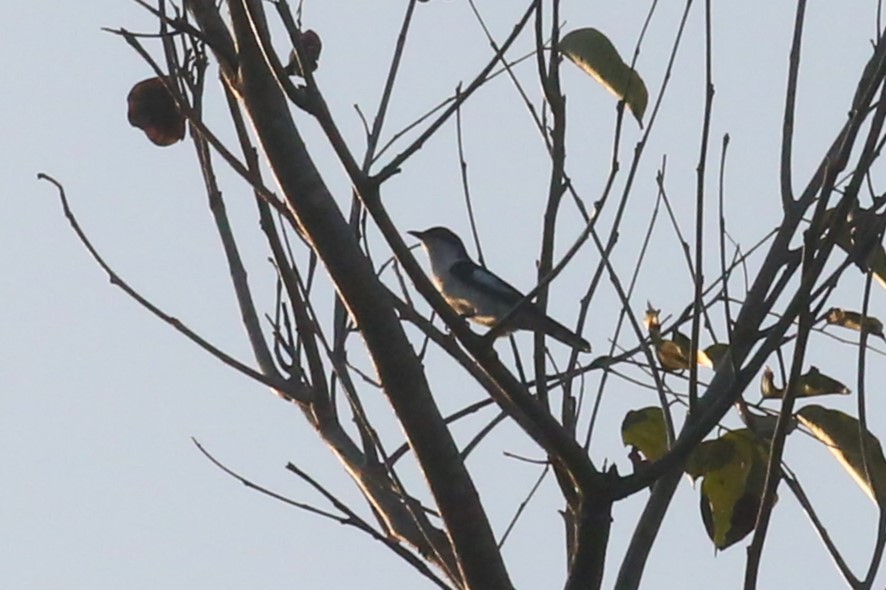 Pied Bronze-Cuckoo - ML509225811