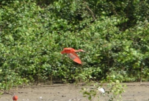 Scarlet Ibis - Xavier Ragbir