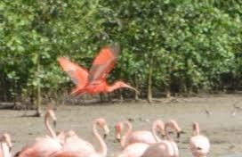 Scarlet Ibis - Xavier Ragbir