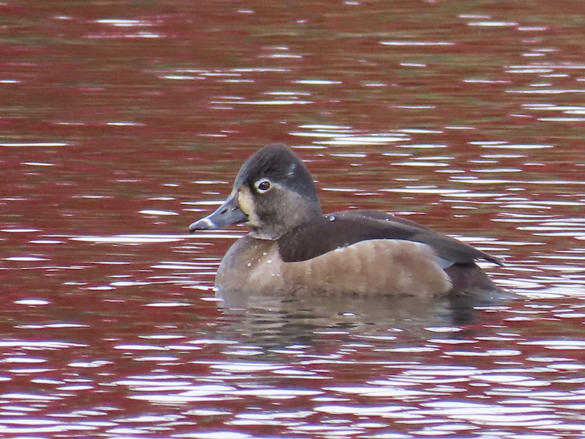 Ring-necked Duck - ML509226451