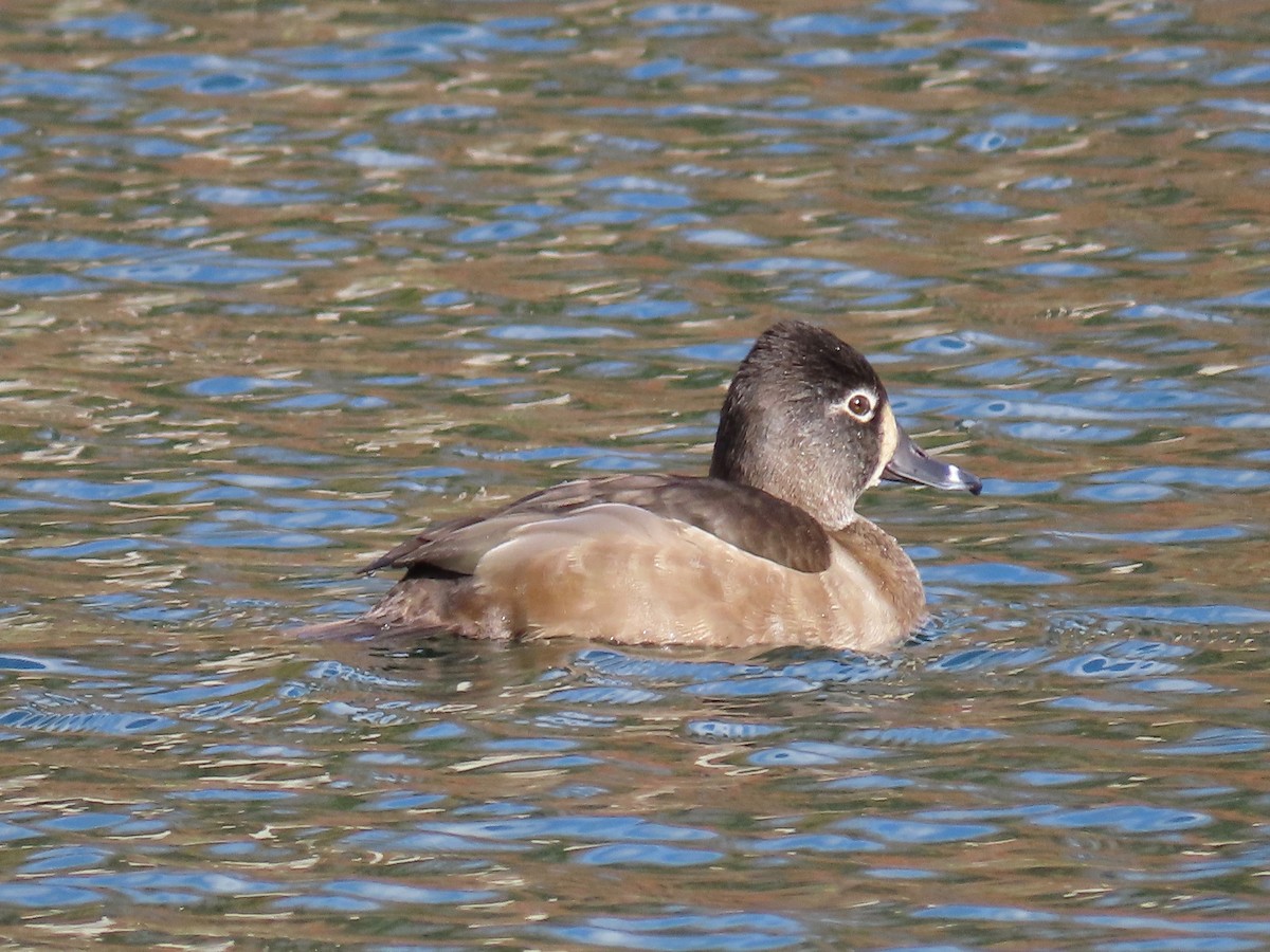 Ring-necked Duck - ML509226461
