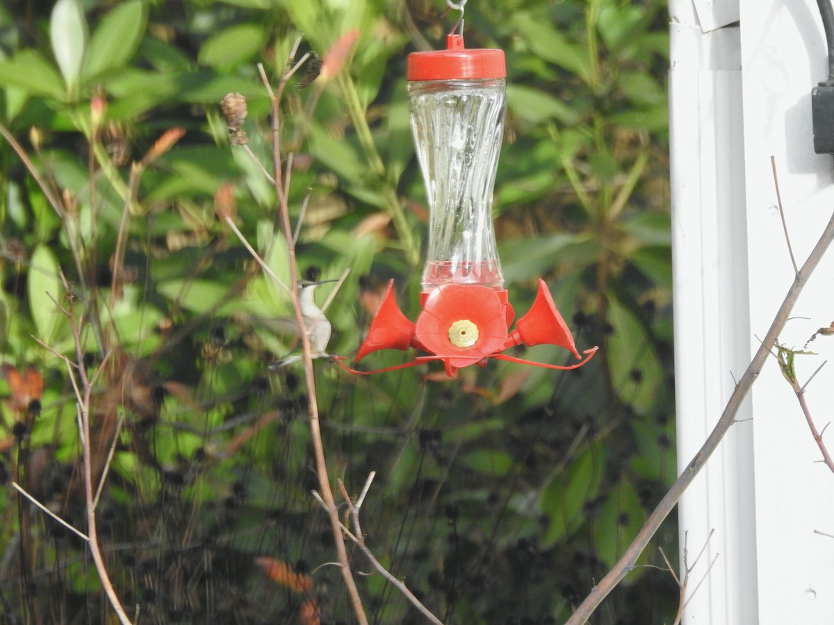 Ruby-throated Hummingbird - Katherine  Edison