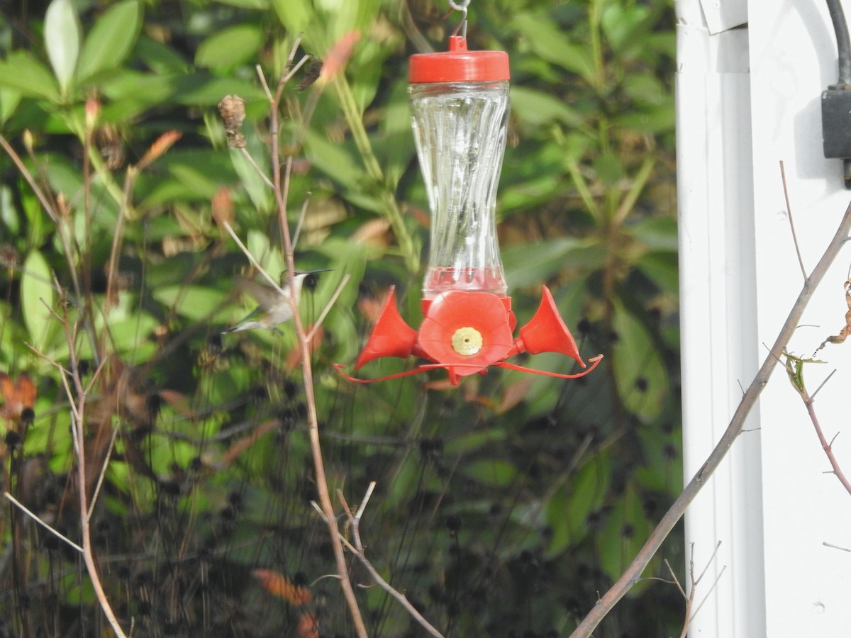 Ruby-throated Hummingbird - Katherine  Edison