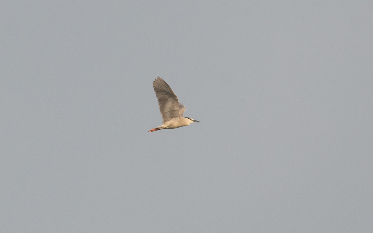 Black-crowned Night Heron - ML509230221