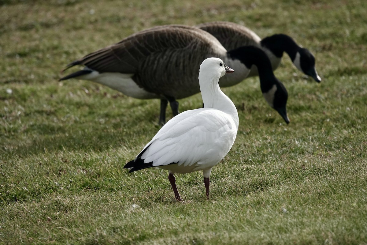 Ross's Goose - Jeanne-Marie Maher