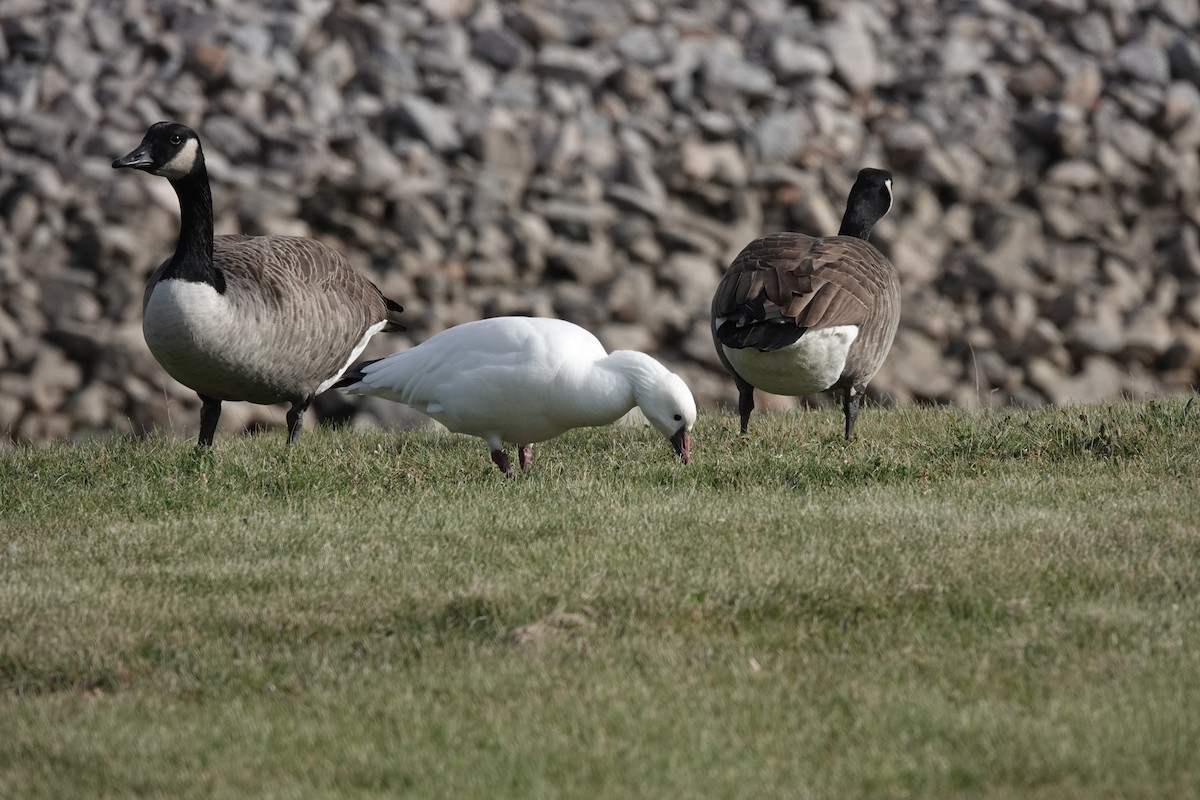 Ross's Goose - Jeanne-Marie Maher