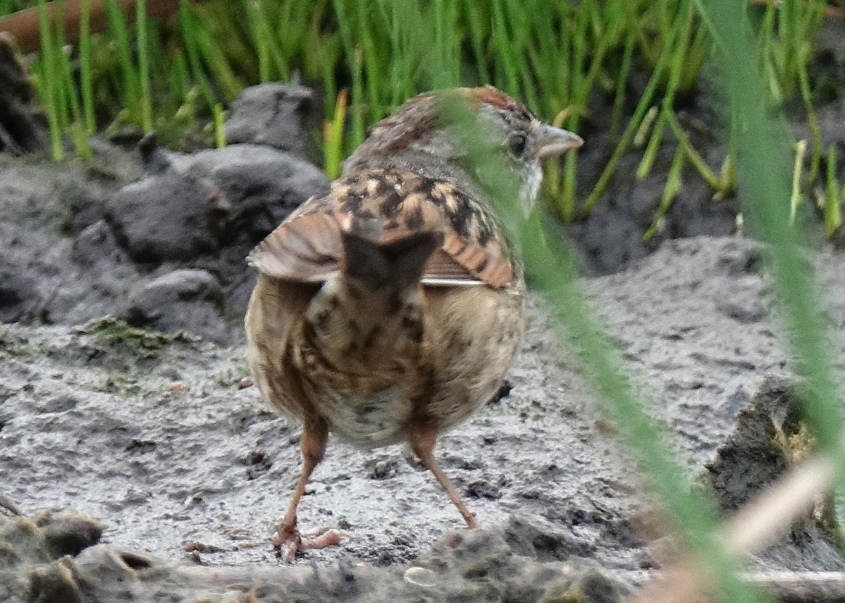 Swamp Sparrow - ML50923111