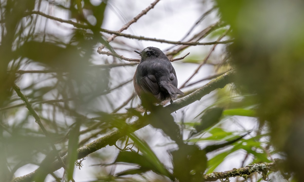 Chestnut-bellied Chat-Tyrant - ML509231501