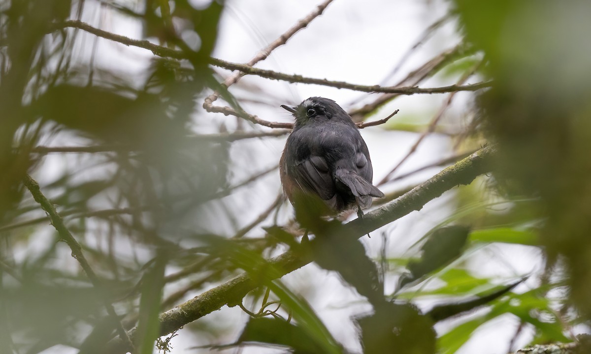 Chestnut-bellied Chat-Tyrant - ML509231511