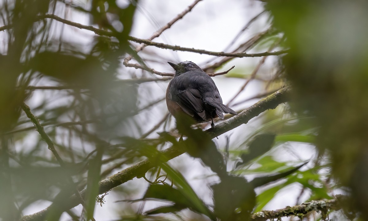 Chestnut-bellied Chat-Tyrant - ML509231531