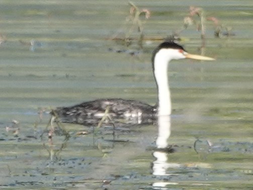 Clark's Grebe - ML509232401