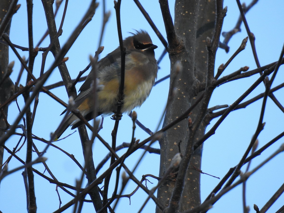 Cedar Waxwing - ML509232521