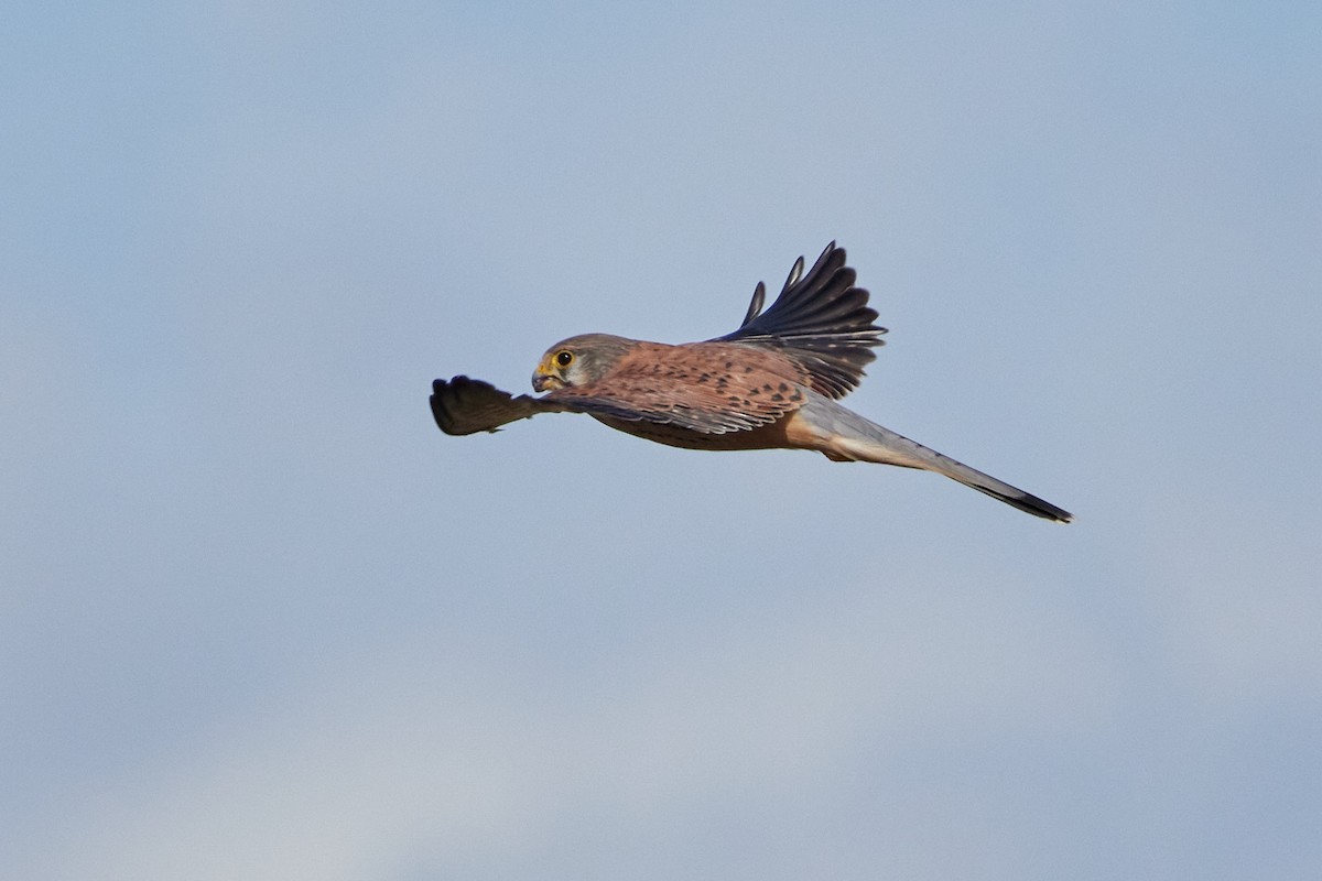 Eurasian Kestrel - ML509233181