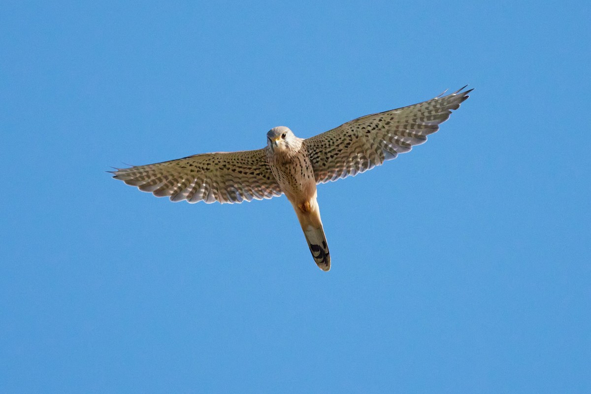 Eurasian Kestrel - ML509233211