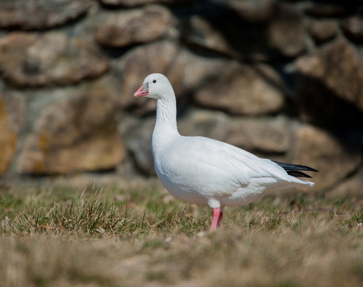 Ross's Goose - Justin Lawson