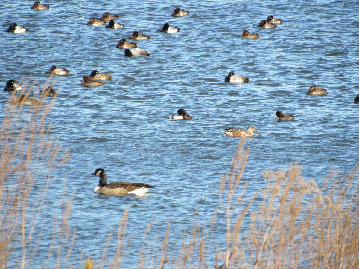 Lesser Scaup - ML509235181