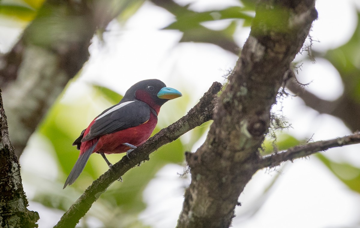 Black-and-red Broadbill - ML50923601