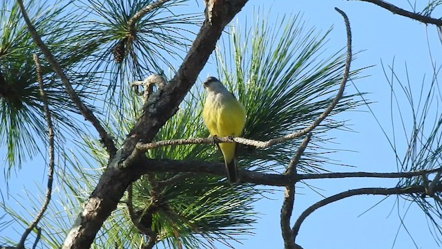 Western Kingbird - ML509236511