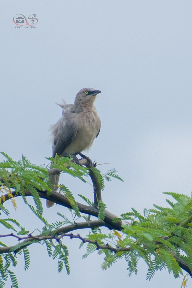 Large Gray Babbler - ML509237531
