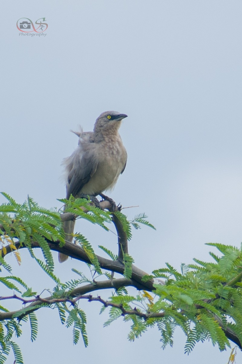 Large Gray Babbler - Santhosh Kallingal