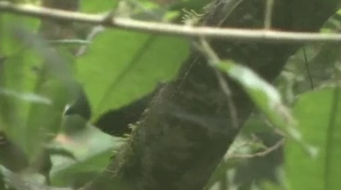 Кущівник-чубань перуанський - ML509237831