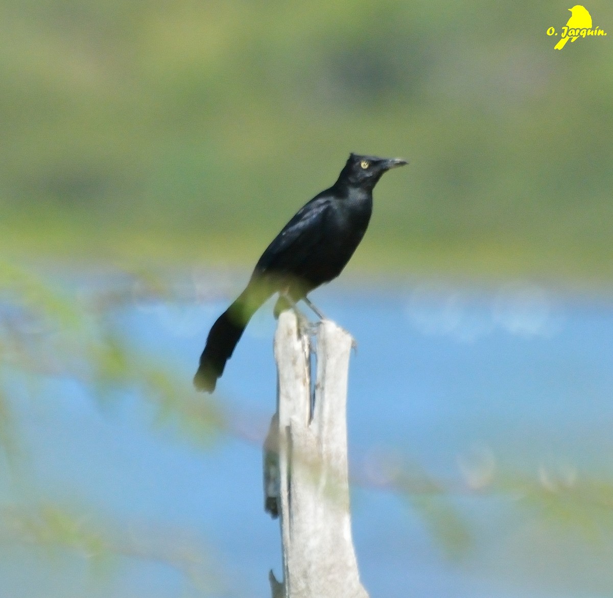 Nicaraguan Grackle - ML50923981