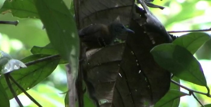 Rufous-backed Stipplethroat (Yasuni) - Josep del Hoyo