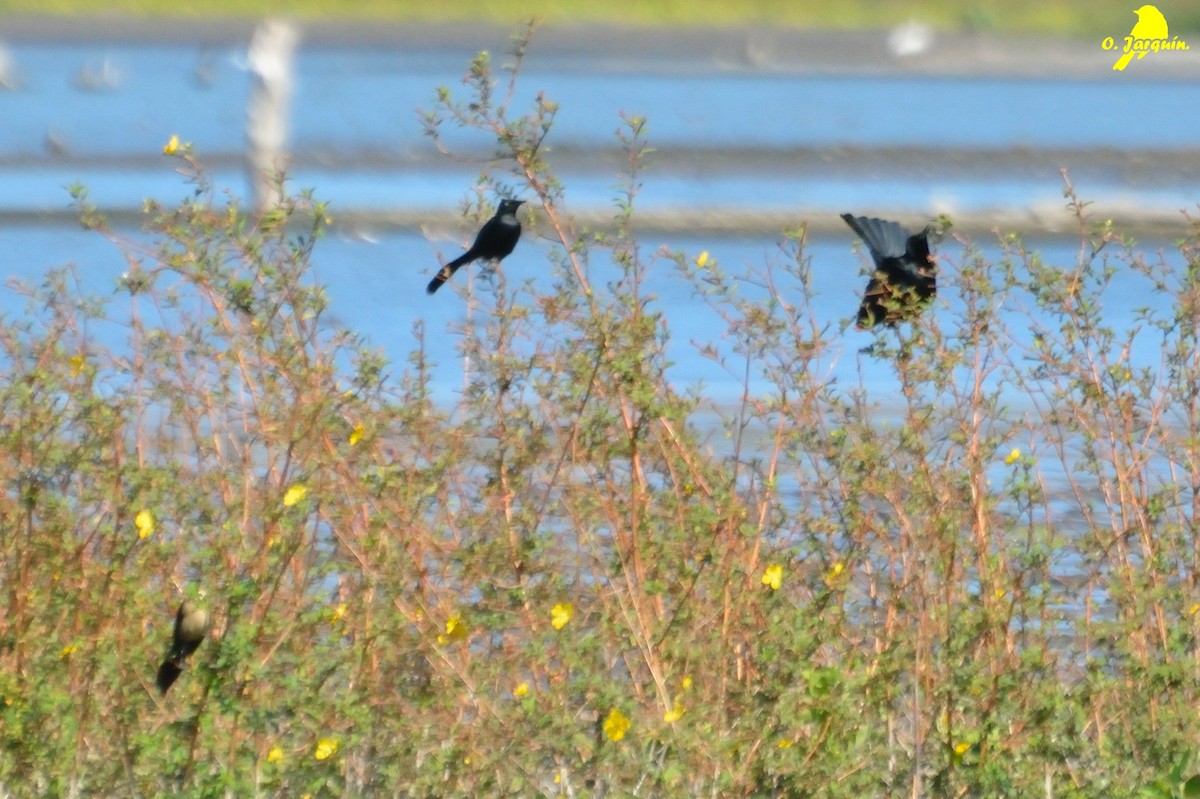 Nicaraguan Grackle - ML50924061