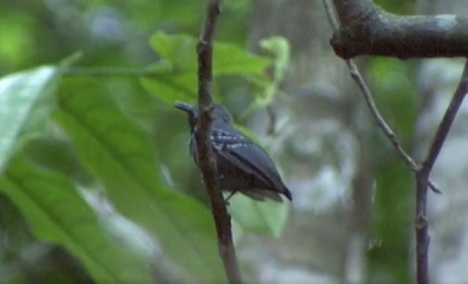 Long-winged Antwren - ML509240931