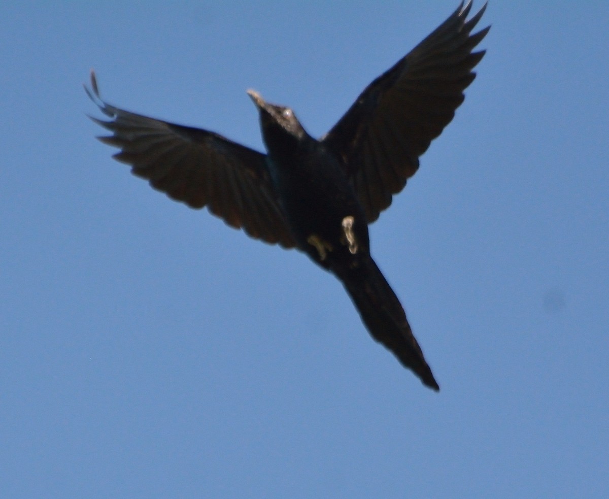 Nicaraguan Grackle - Orlando Jarquín