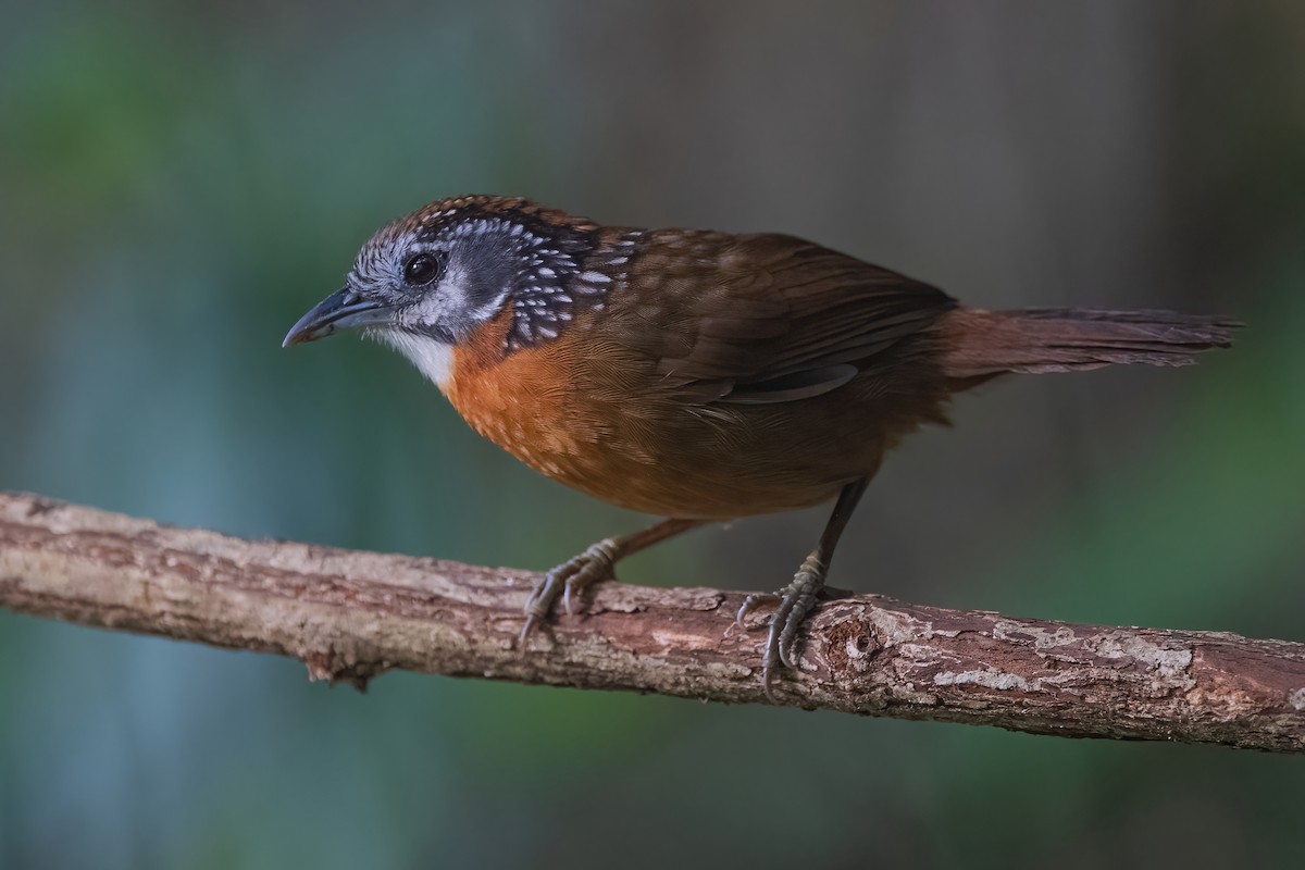 Spot-necked Babbler - ML509241871