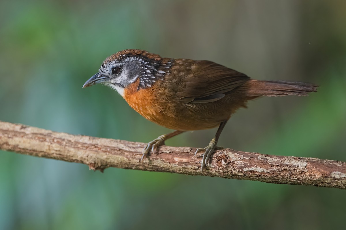 Spot-necked Babbler - ML509241911