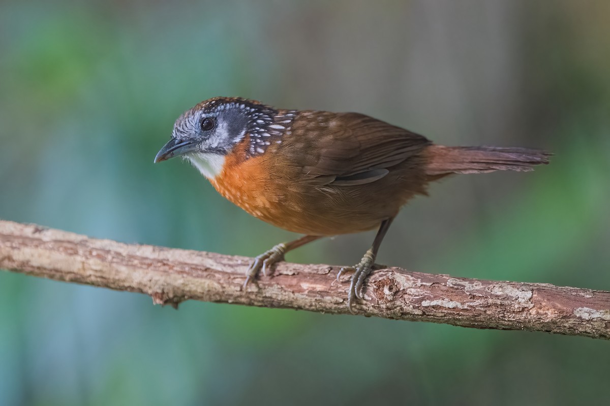 Spot-necked Babbler - ML509241931