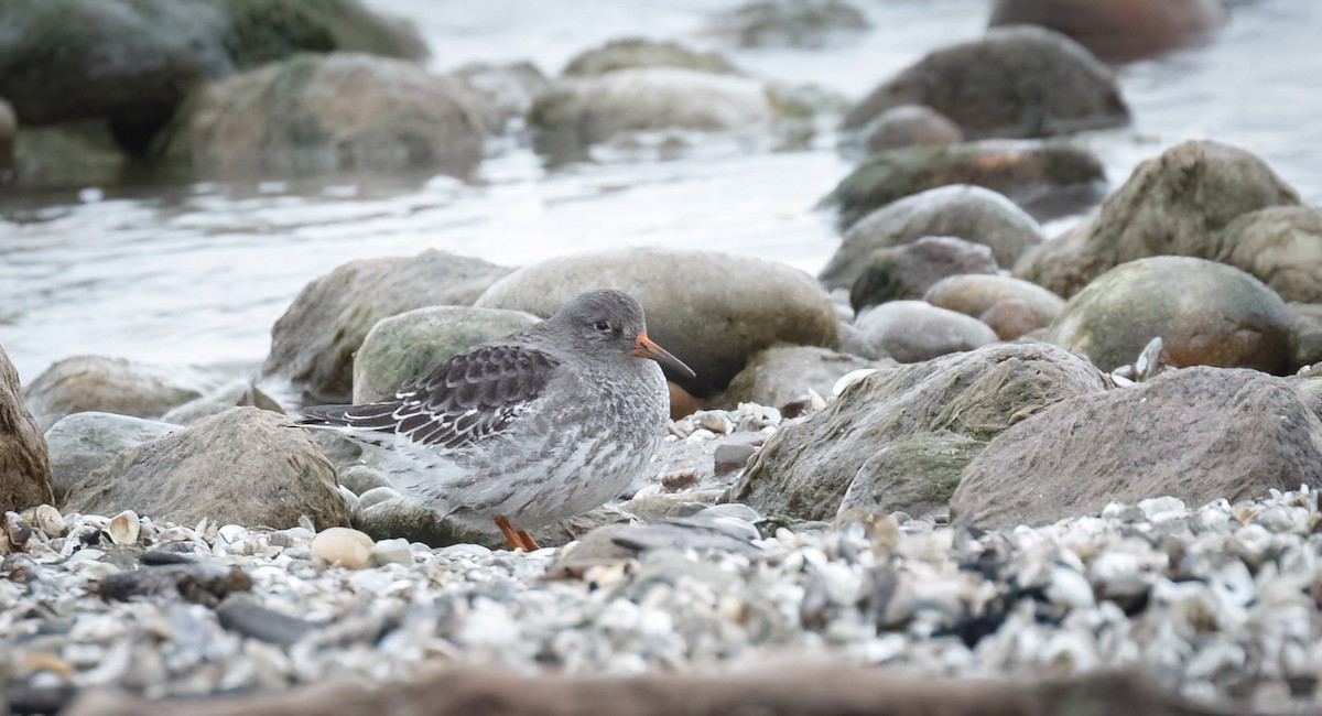 Purple Sandpiper - ML509242871