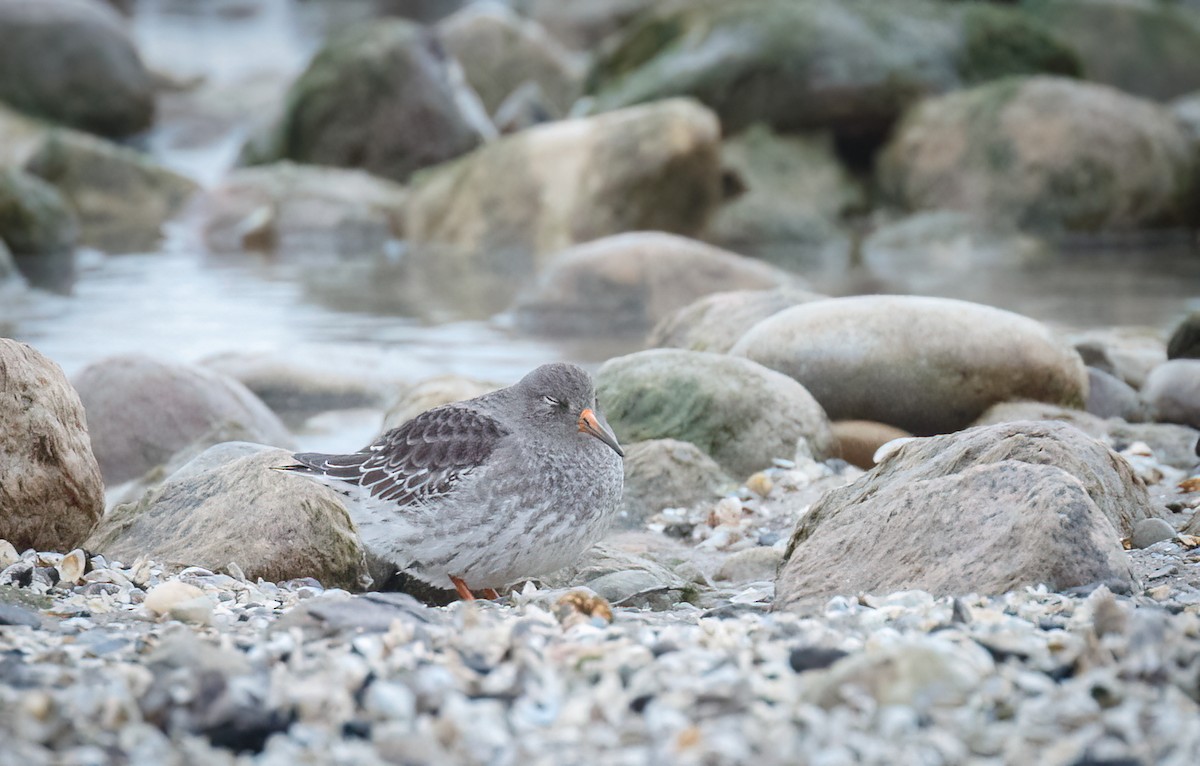 Purple Sandpiper - ML509242881