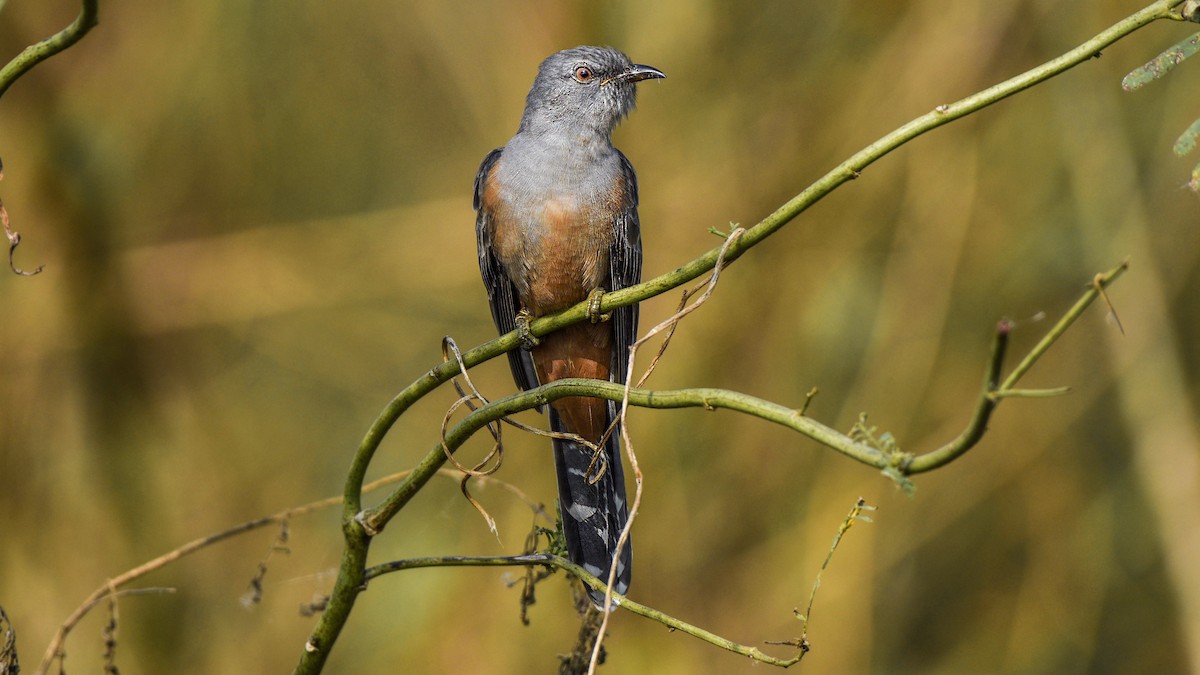 Plaintive Cuckoo - ML509243371