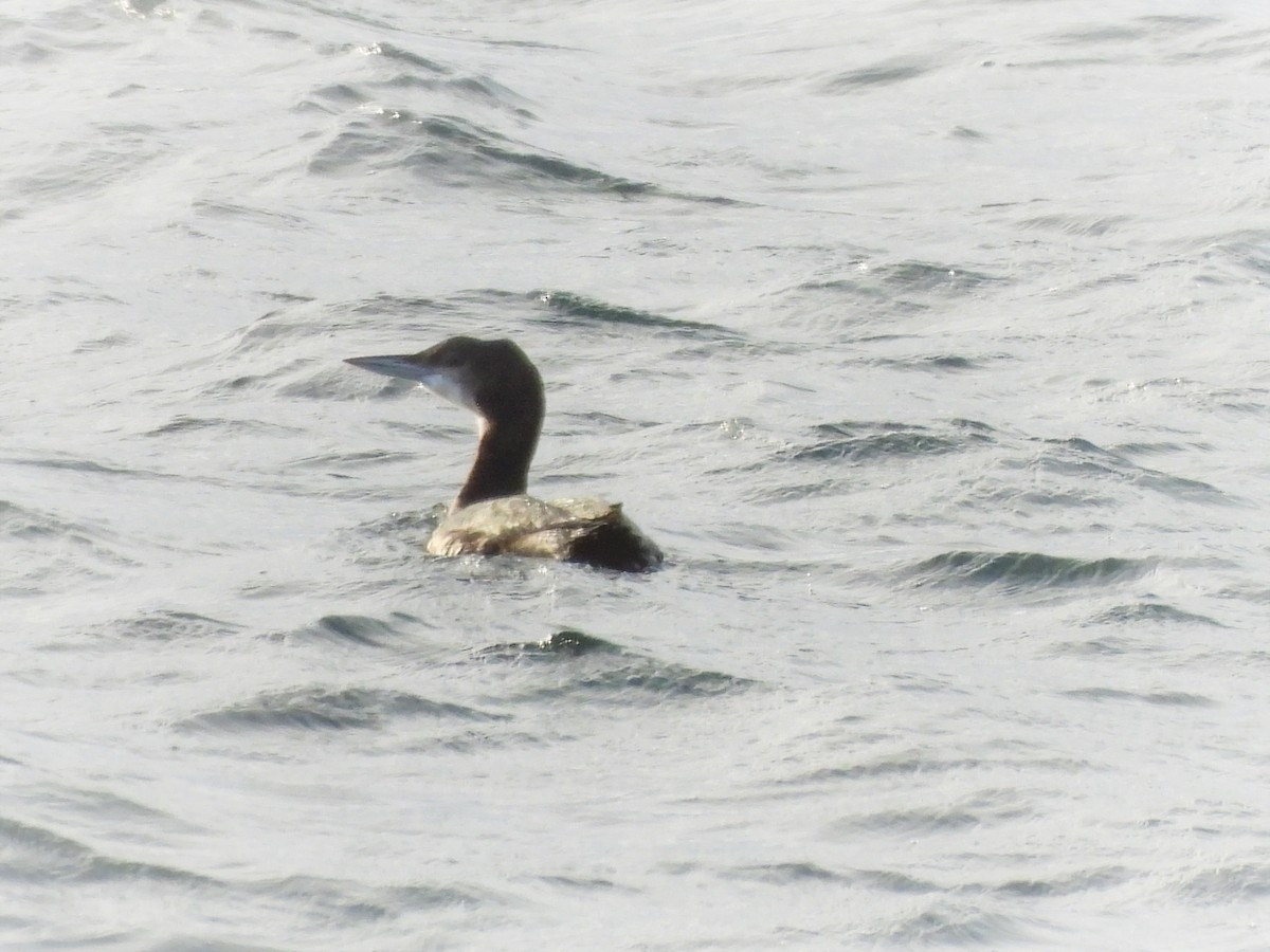 Common Loon - Manon Côté