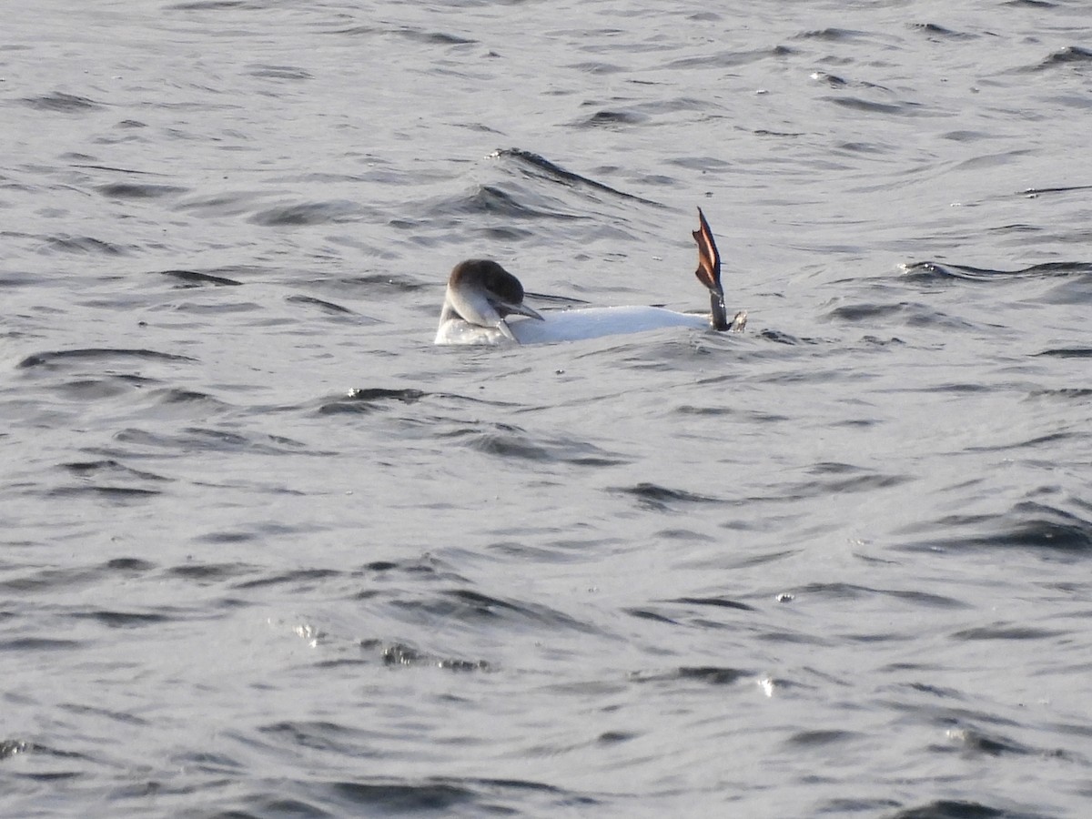 Common Loon - ML509243441