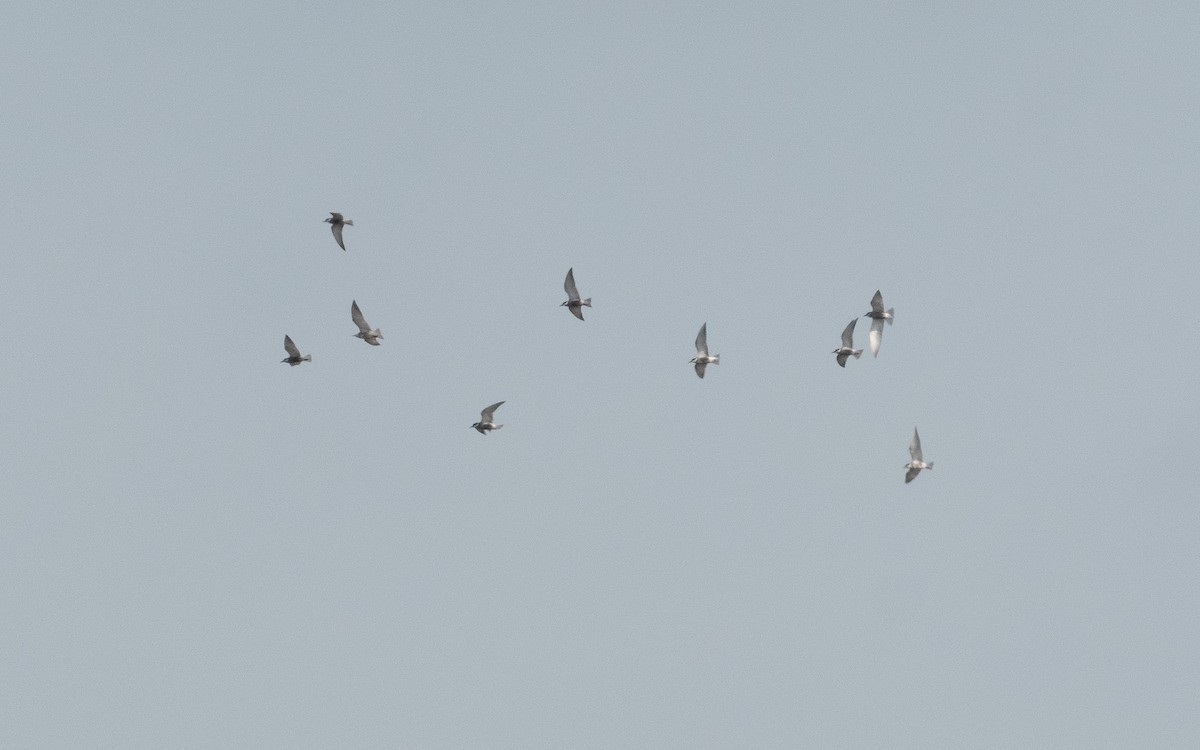 Whiskered Tern - ML509243621